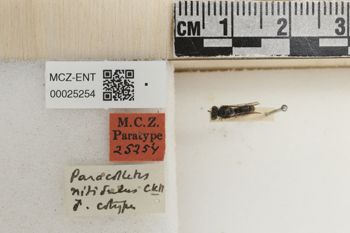 Media type: image;   Entomology 25254 Aspect: labels